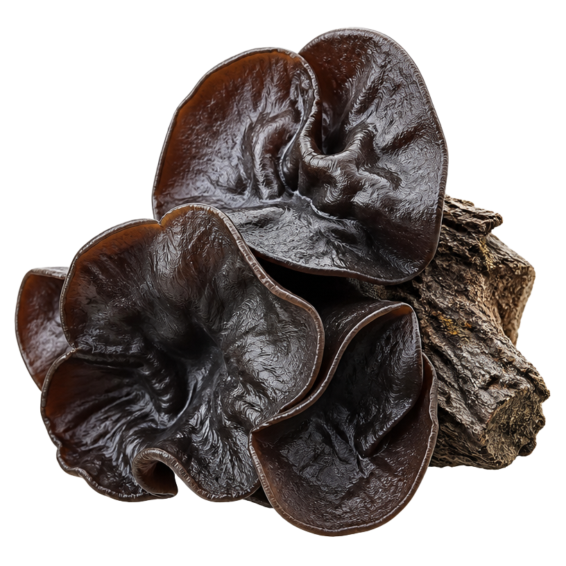 Black Fungus