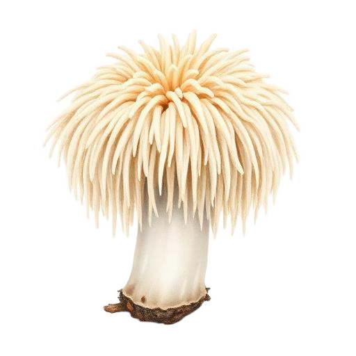 Lion's Mane