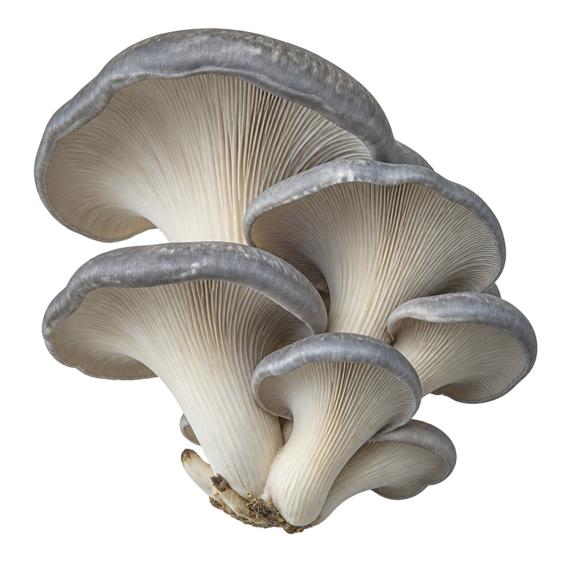 Oyster